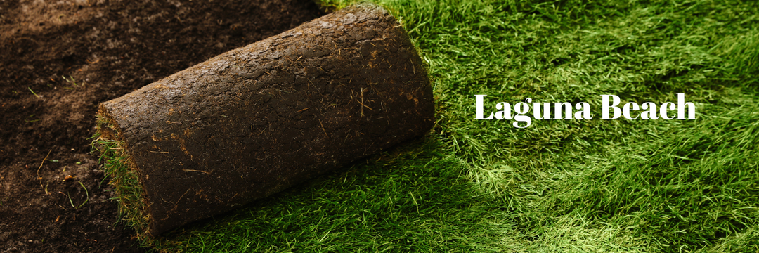 2025: Transforming Your 92651 Lawn with Expert Irrigation